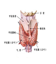 甲状腺癌